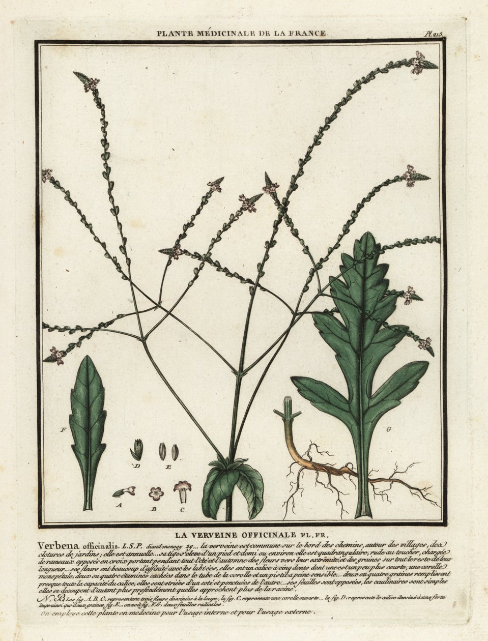 普通马鞭草，Verbena officinalis。 作者 未知艺术家