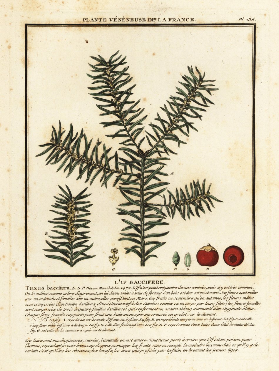 普通紫杉或英国紫杉，Taxus baccata。 作者 未知艺术家