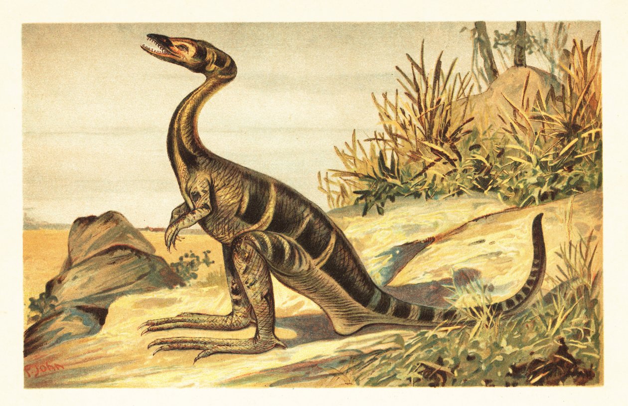 Compsognathus longipes，已灭绝的小型食肉兽脚类恐龙。1908 年（石版画） 作者 未知艺术家