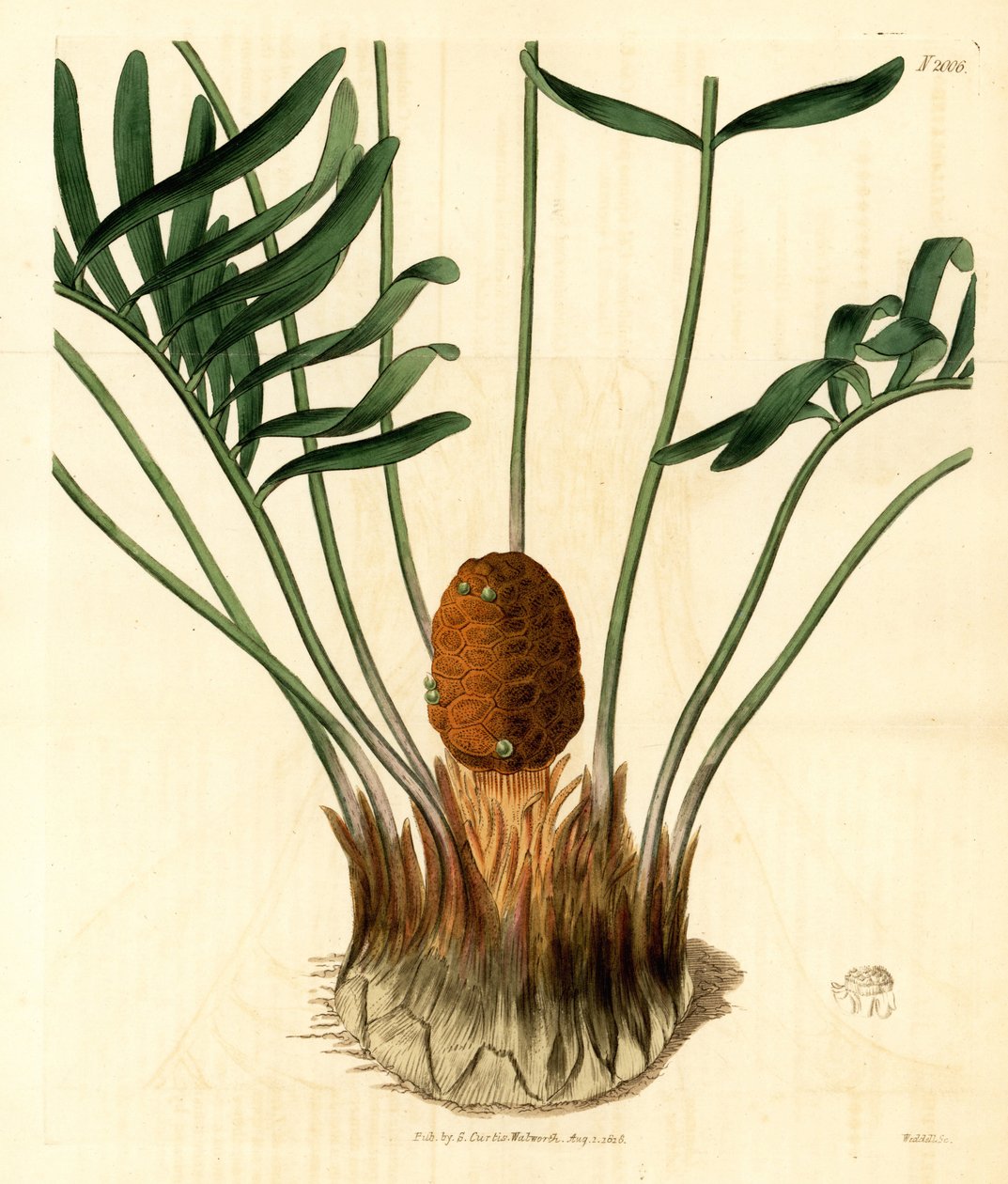 库恩蒂，Zamia pumila变种，雄性。伦敦塞缪尔-柯蒂斯的《植物杂志》中韦代尔的手工彩色铜版雕刻 作者 未知艺术家