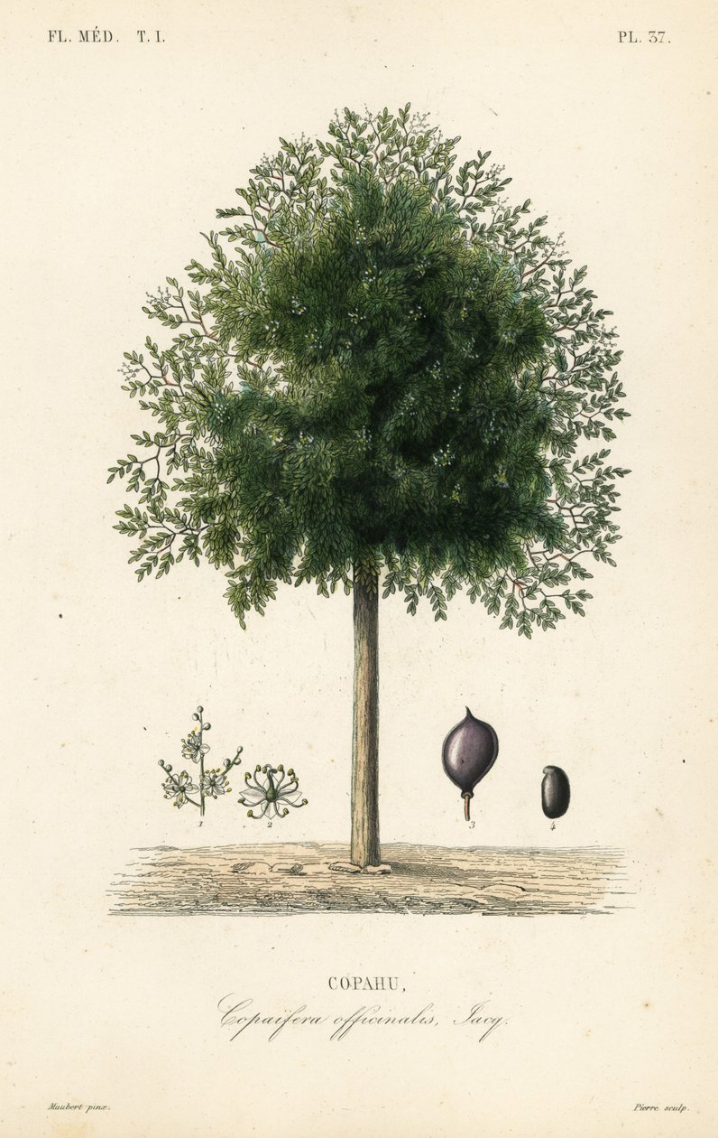 Copaiba tree, Copaifera officinalis, Copahu 作者 不明