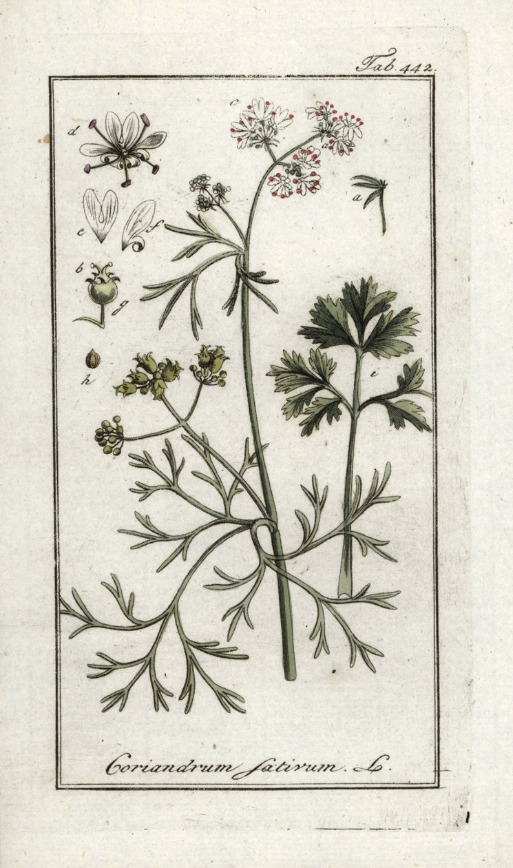 芫荽（Coriandrum sativum）。约翰内斯-佐恩（Johannes Zorn，1739-1799 年）"Afbeelding der Artseny-Gewassen "中的石版画，荷兰 作者 未知艺术家