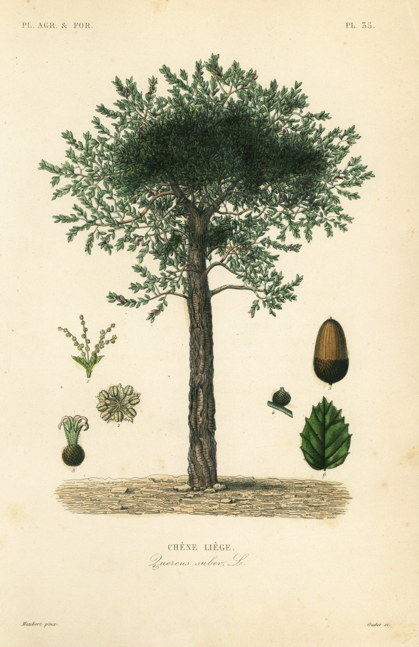 栓皮栎树，Quercus suber，Chene liege 作者 不明