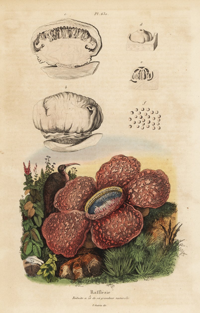 Corpse lily or rafflesia, Rafflesia arnoldii 作者 不明