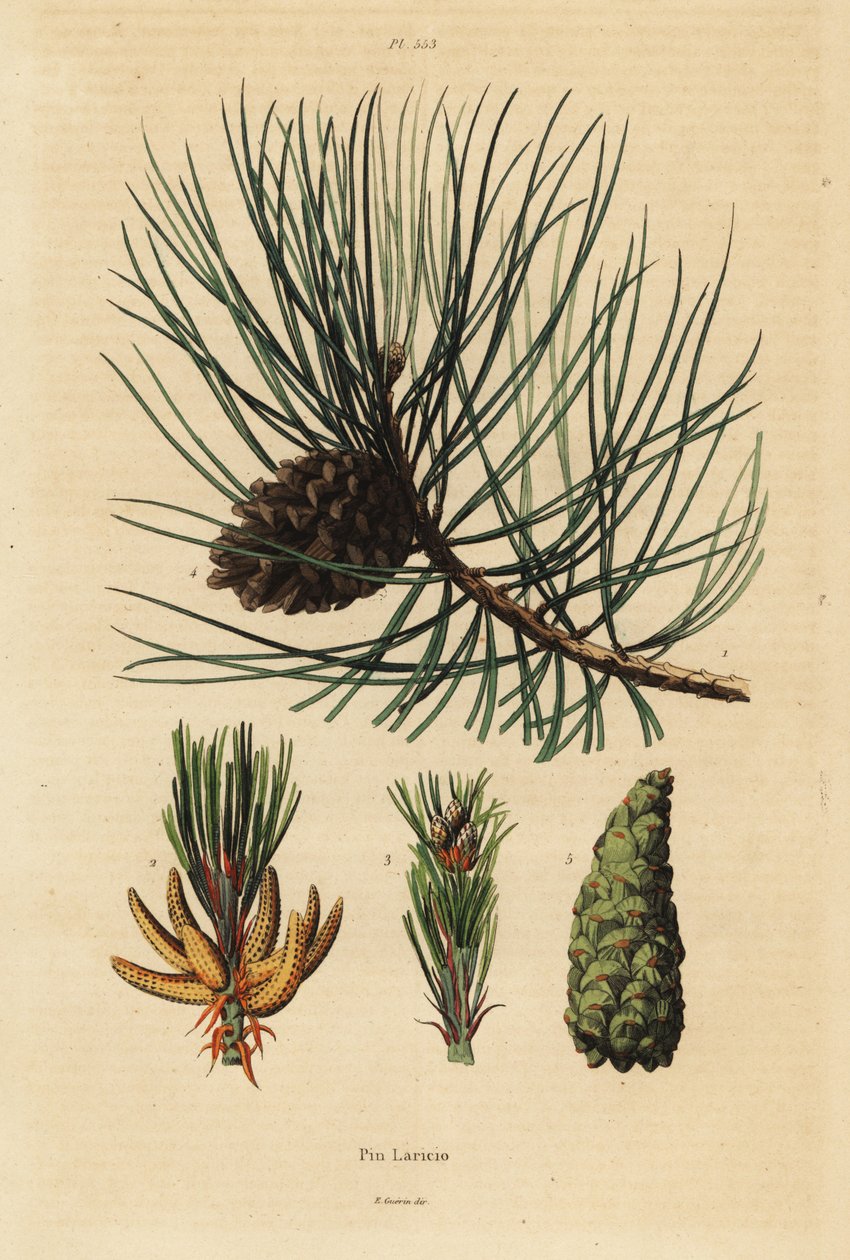 Corsican pine tree, Pinus nigra subsp 作者 不明