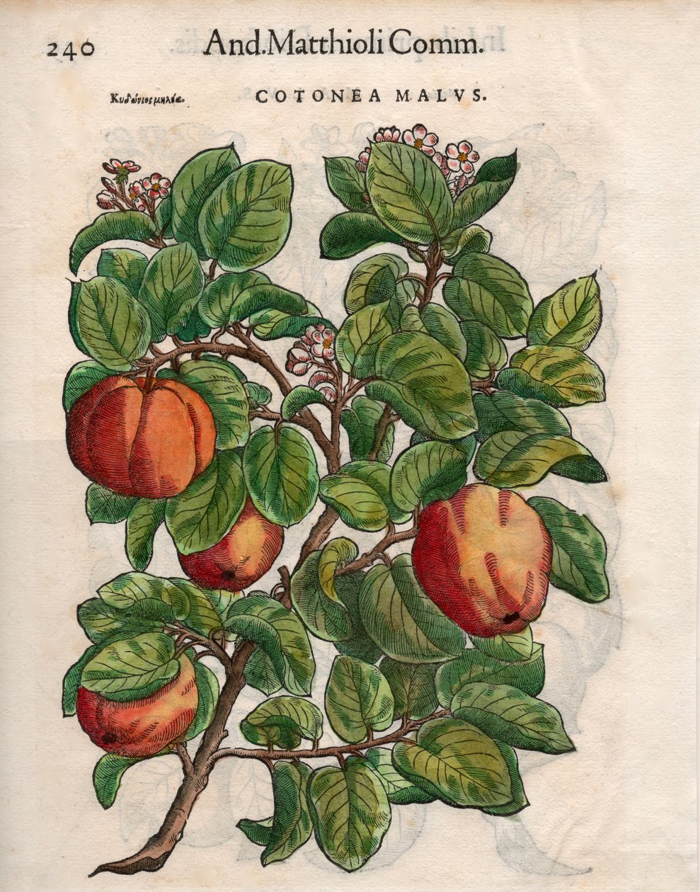 Cotonea Malvs.来自Pietro Andrea Mattioli的 "Commentaires"，（彩色木刻）。 作者 不明