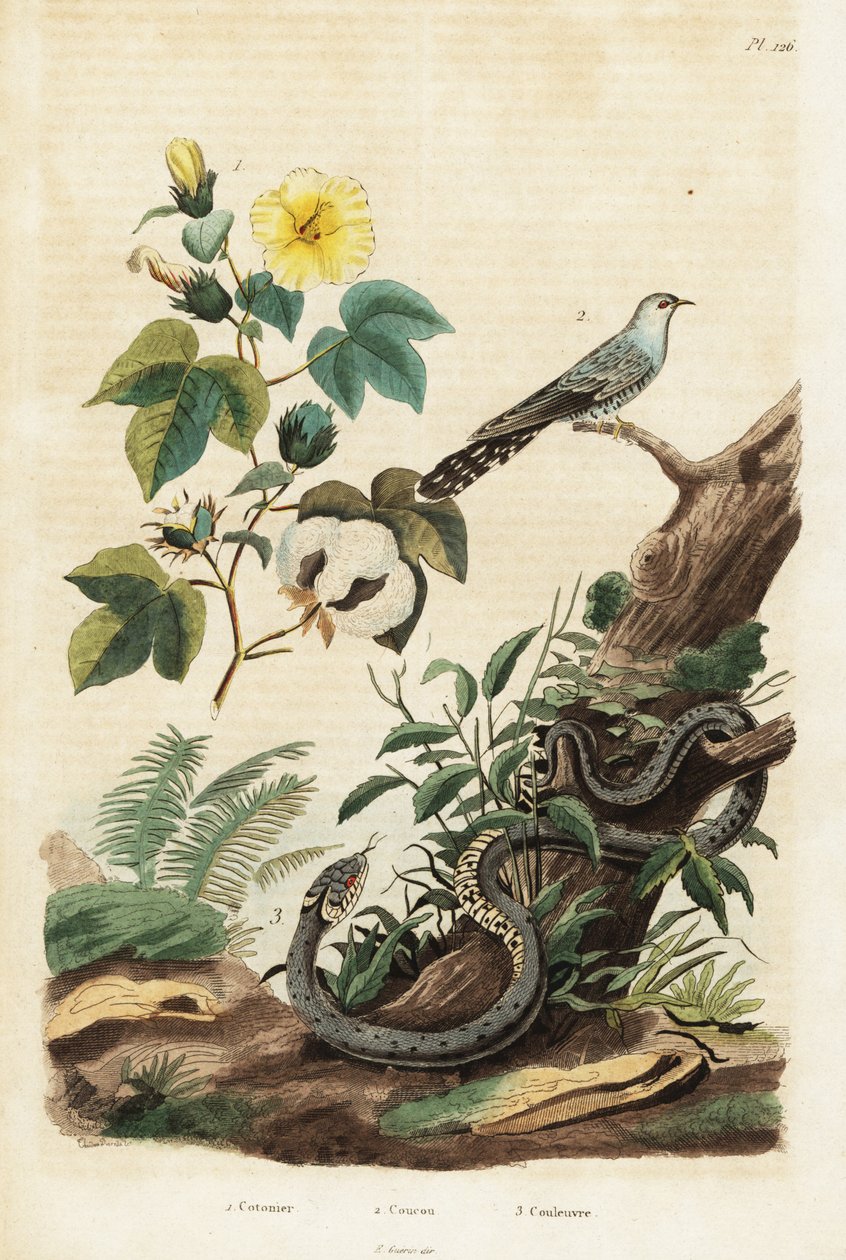 棉花、杜鹃和草蛇。1834-1839（雕刻） 作者 未知艺术家