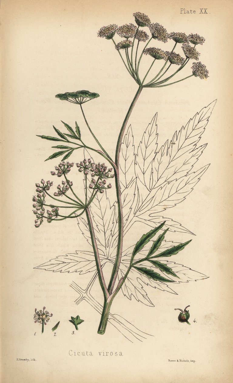 Cowbane or water hemlock, Cicuta virosa.亨利-索尔比（Henry Sowerby）根据爱德华-汉密尔顿（Edward Hamilton）的《植物顺势疗法》（Flora Homeopathica）绘制的手绘彩色石版画，伦敦贝利尔书店 作者 未知艺术家