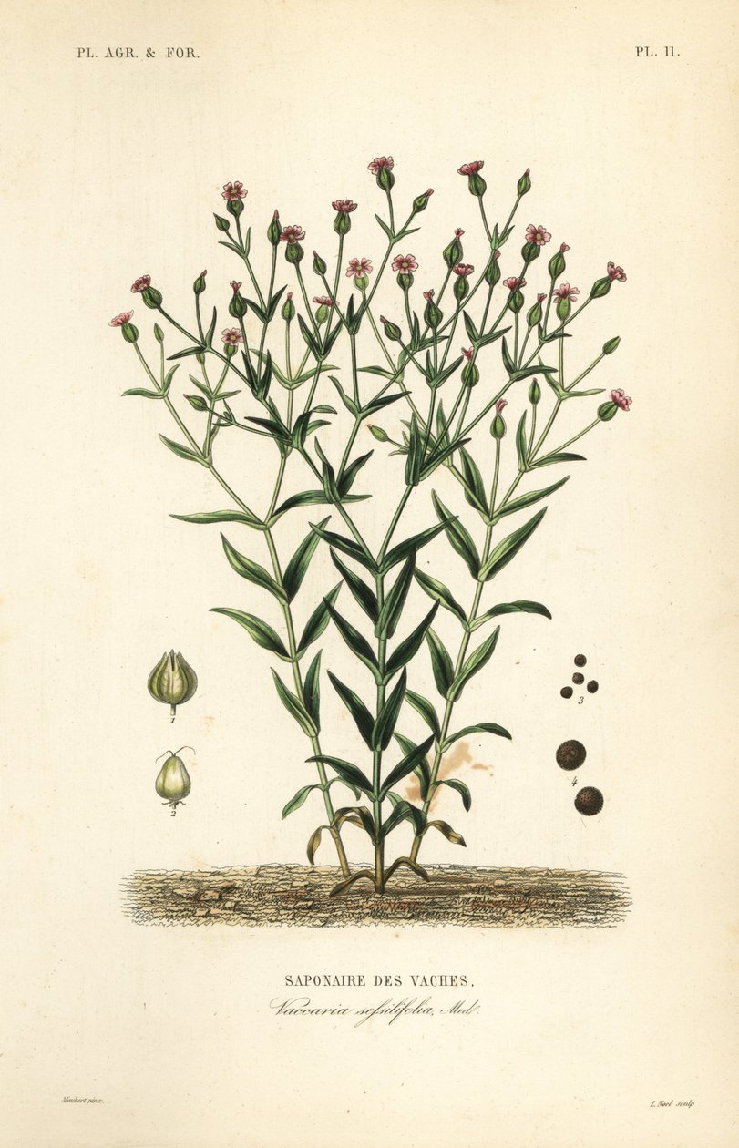 Cowherb, Vaccaria hispanica, Vaccaria sessilifolia, Saponaire des Vaches 作者 不明