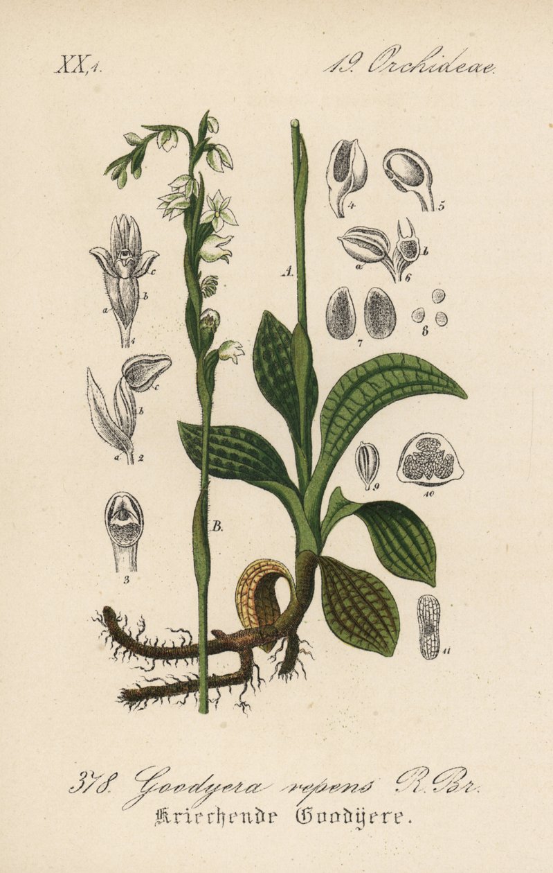 Creeping Goodyere - Creeping ladys-tresses，Goodyera repens。Diederich von Schlechtendal 的《德国植物》（Flora von Deutschland）中的手工彩色石版画，耶拿 作者 未知艺术家