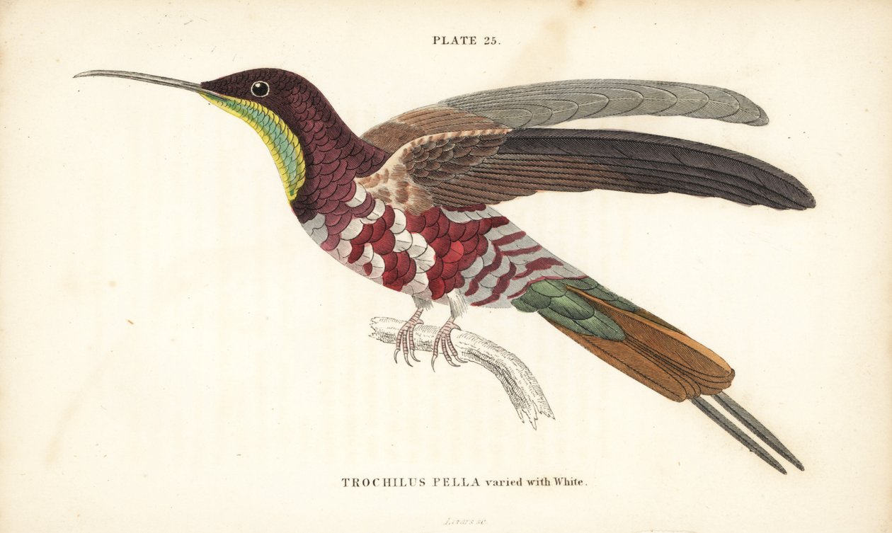 深红色黄宝石中夹杂着白色，即 Topaza pella（Trochilus pella）。William Lizars 的手绘钢板雕刻出自 William Jardine 爵士的《博物学家图书馆》：鸟类学：蜂鸟》第 2 卷，爱丁堡，W.H. Lizars 著。 作者 未知艺术家