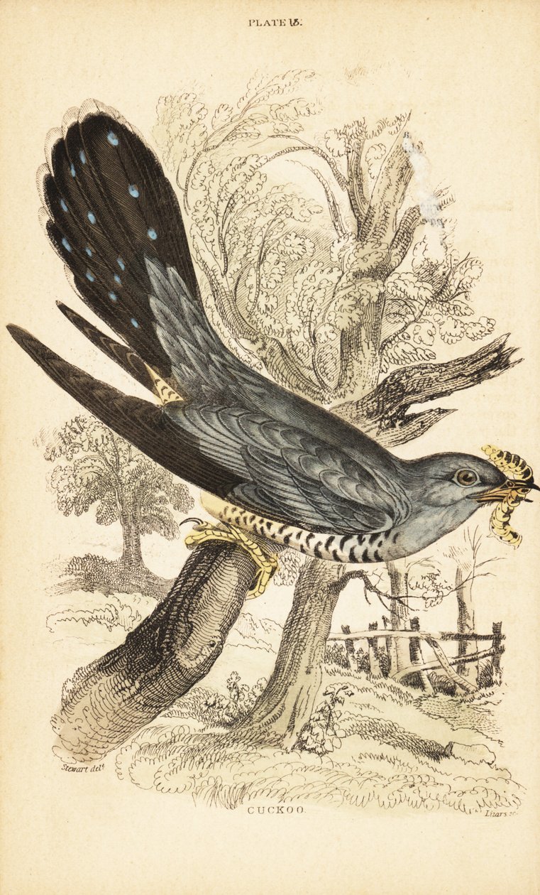 杜鹃（Cuculus canorus），嘴里叼着一只毛毛虫。 1889年（雕刻） 作者 未知艺术家