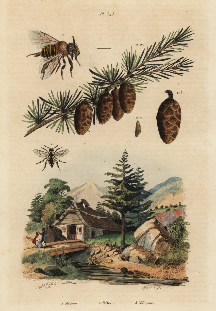 Cuckoo bee, Melecta albifrons 1, European larch tree, Larix decidua 2, and stingless melipona honey bee, Melipona favosa 3 作者 不明