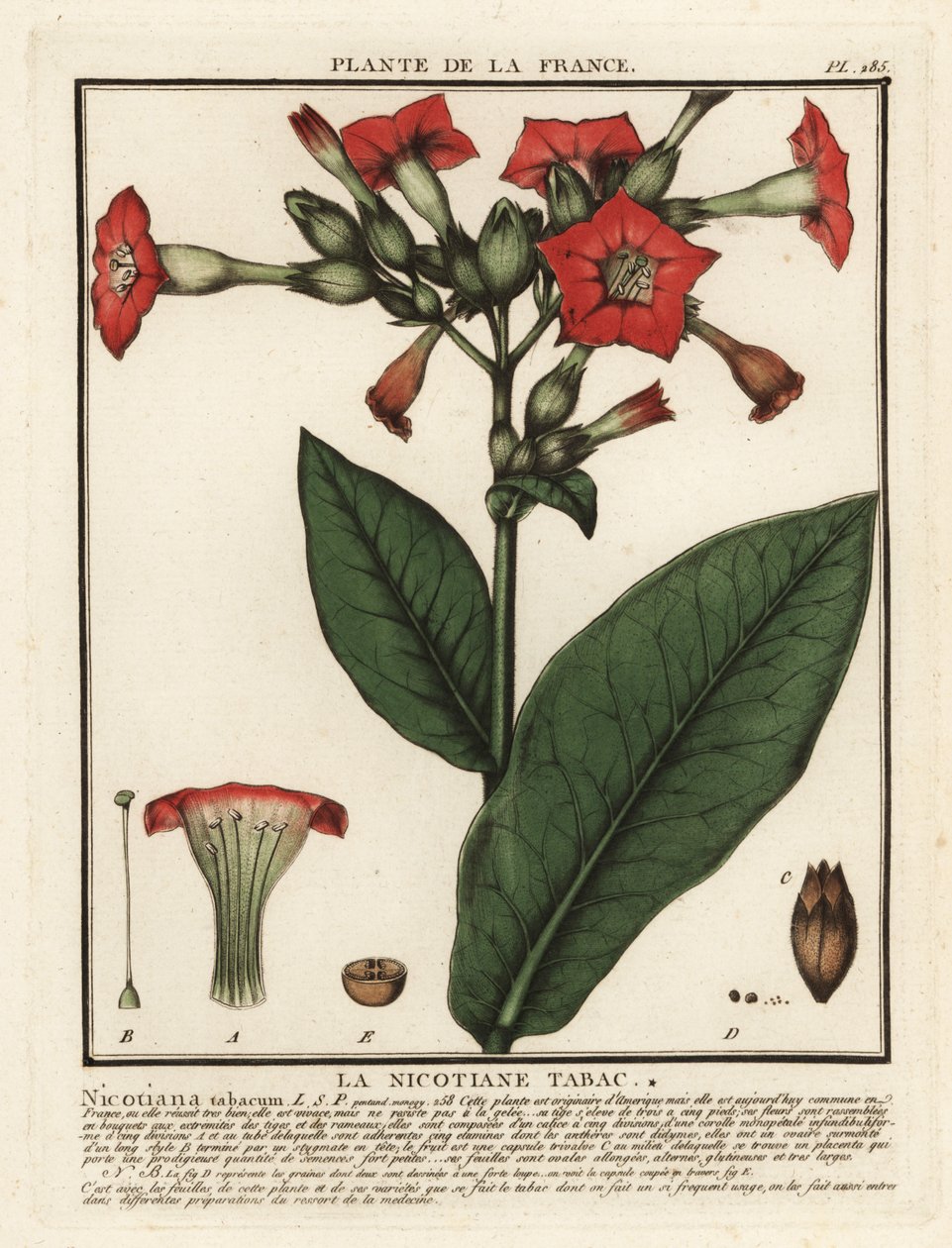 栽培烟草，Nicotiana tabacum。 作者 未知艺术家