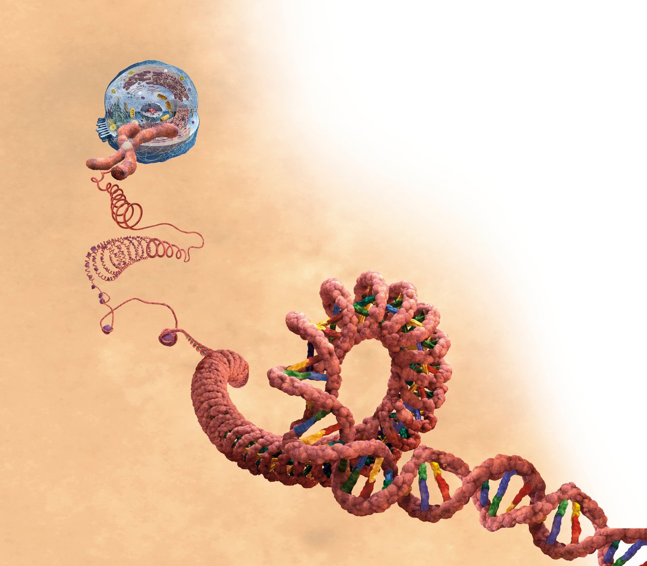 DNA 包括双螺旋、染色体、细胞 作者 未知艺术家