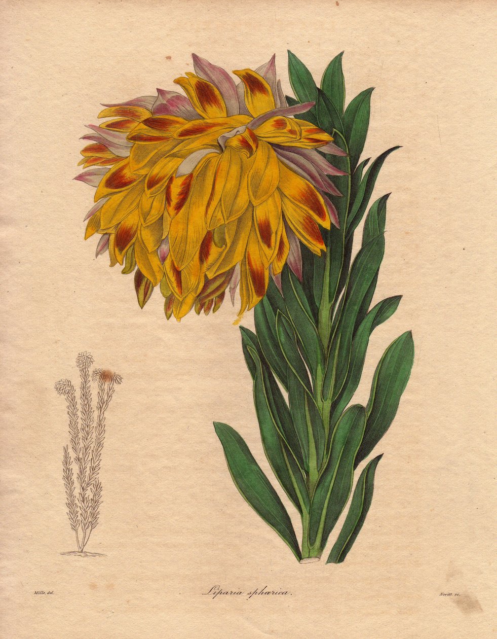 大丽花变种，球形唇形花（Liparia sphaerica），花大而倾斜，橙色，原产于开普敦（南非）。插图由 R. Mills（1836-1842 年活跃）绘制，收录于本杰明-莫德（Benjamin Maund）编著的《植物学家》系列丛书，共五卷，1860-1874 年出版。 作者 未知艺术家