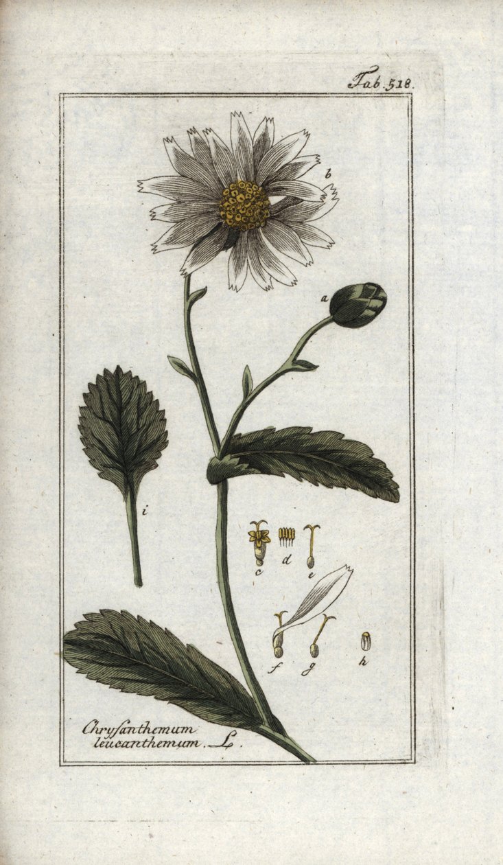 雏菊（Leucanthemum vulgare）。石版画，选自约翰内斯-佐恩（1739-1799 年）的 "Afbeelding der Artseny-Gewassen"，荷兰 作者 未知艺术家
