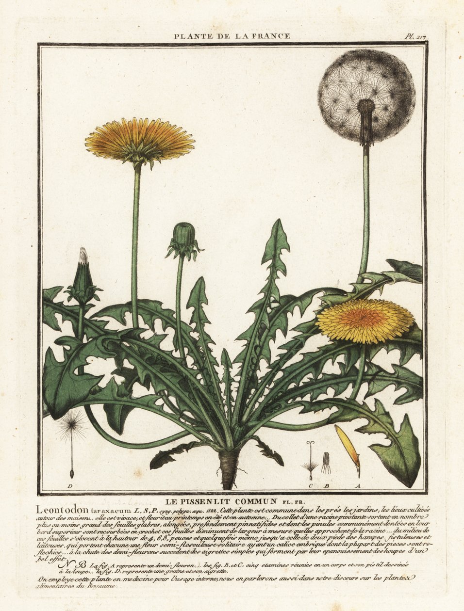 蒲公英（Taraxacum campylodes）。 作者 未知艺术家