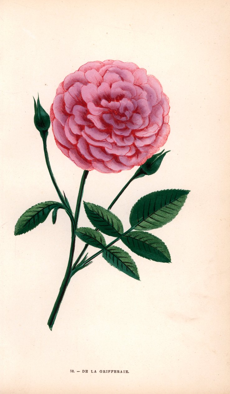 De la Grifferaie 玫瑰是多花蔷薇的杂交品种，于 1846 年左右上市。F. Grobon 根据 Hippolyte Jamain 和 Eugene Forney 的 "Les Roses "绘制并石版印刷的色石版画。 作者 未知艺术家