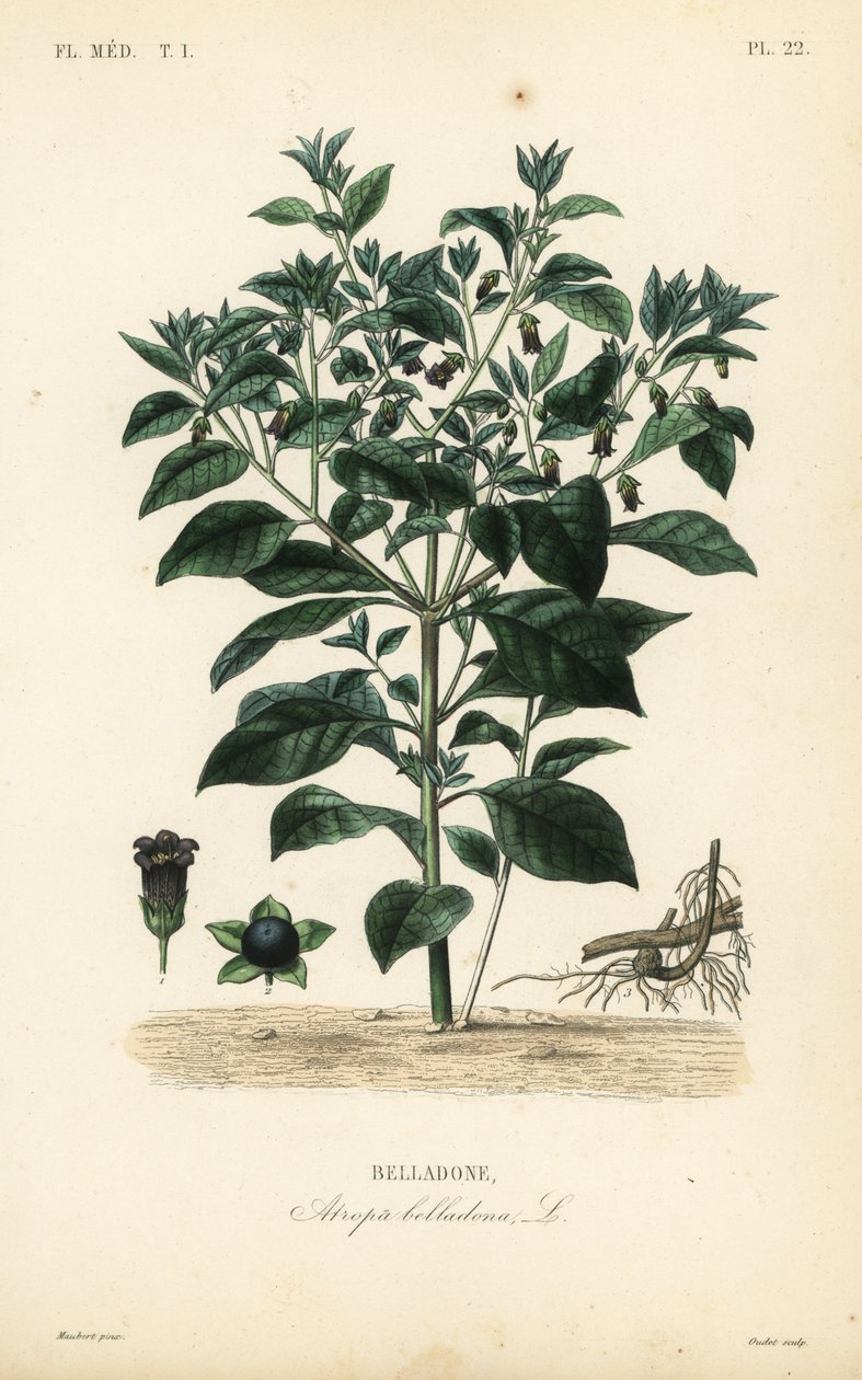 Deadly nightshade, Atropa belladonna, Belladone 作者 不明