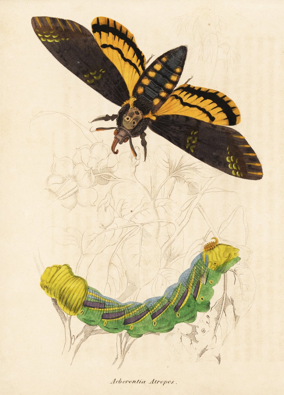 死头鹰蛾，Acherontia atropos。Georg Friedrich Treitschke 的自然历史画廊，Naturhistorischer Bildersaal des Thierreiches，Liepzig-1842。 作者 未知艺术家
