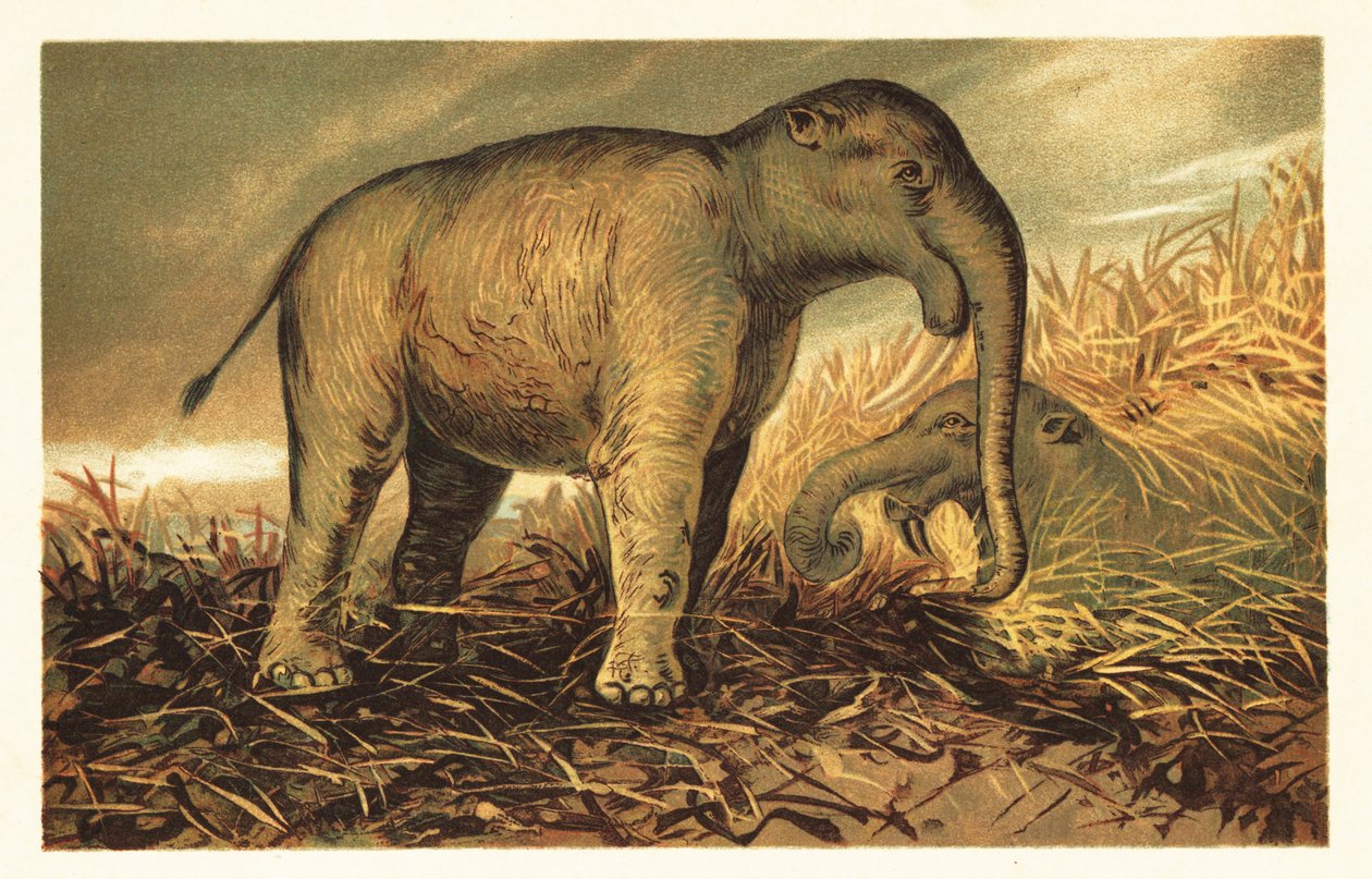 恐象 (Deinotherium giganteum)，大型史前近亲，现代 1908 年（石版画） 作者 未知艺术家