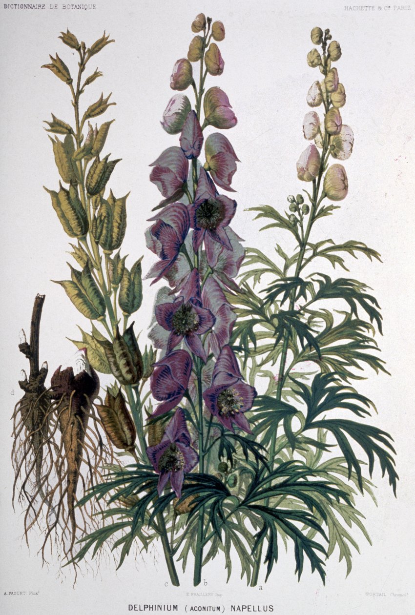 Delphinium Napellus，约 1850-1900 年（石版画） 作者 未知艺术家