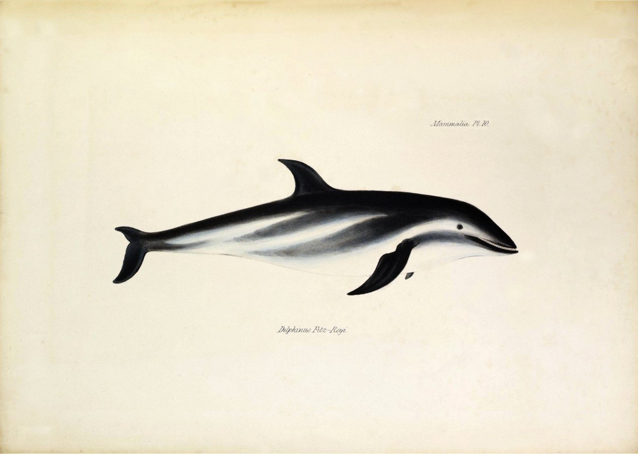 Delphinus Fitz-Royi 黑海豚或 Fitzroy，取自比格尔号船长罗伯特-菲茨罗伊的名字。约翰-古尔德描述的比格尔号航程中的动物学，查尔斯-达尔文对其习性的描述 作者 未知艺术家