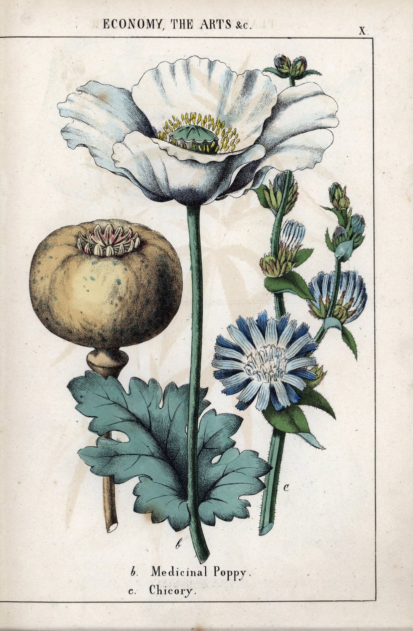 描述了一种药用罂粟，花朵为白色，花色为蓝色。Chromolithographie in "Recueil d