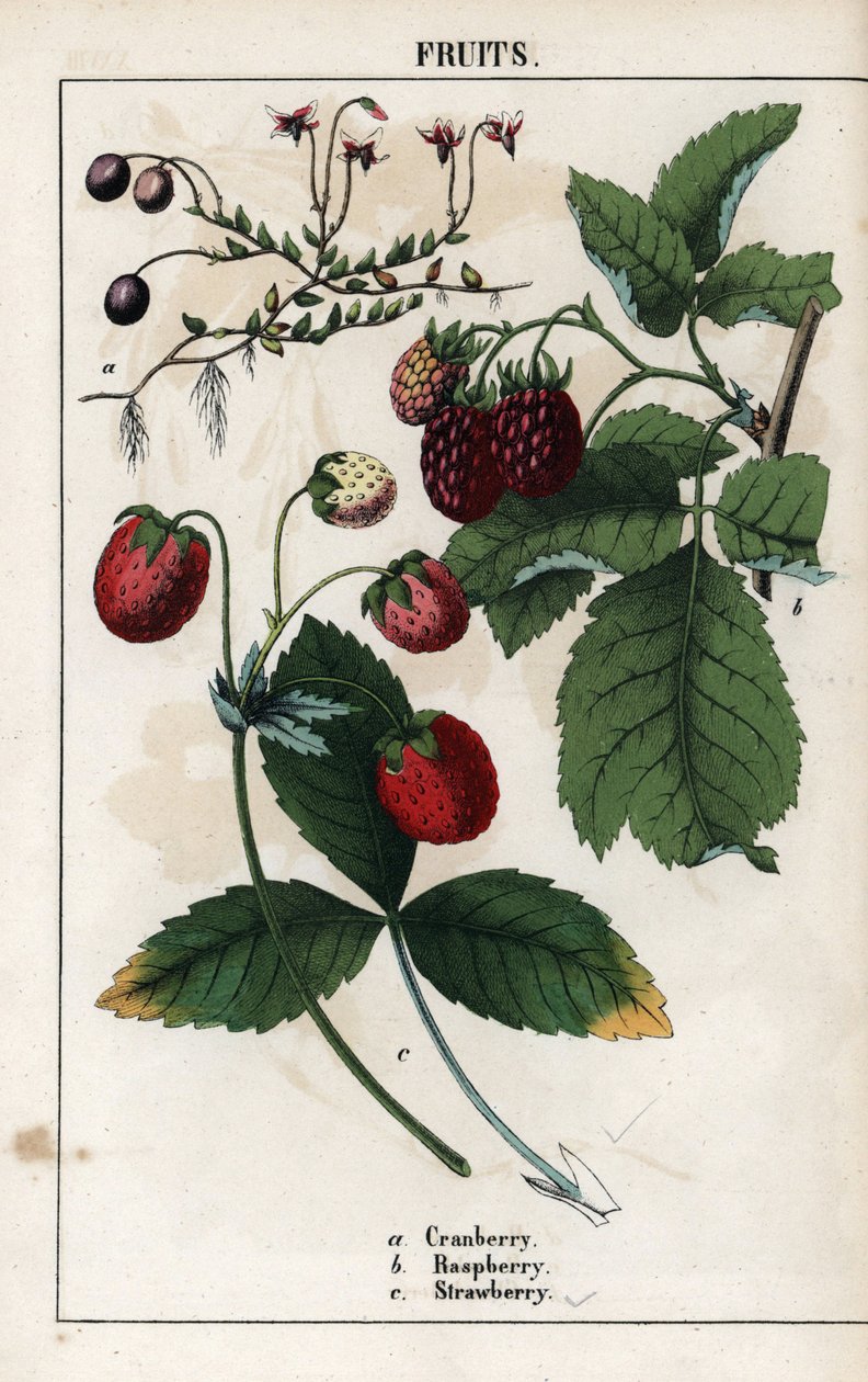 浆果描述：蔓越莓、覆盆子和草莓的果实。Chromolithographie in "Recueil d