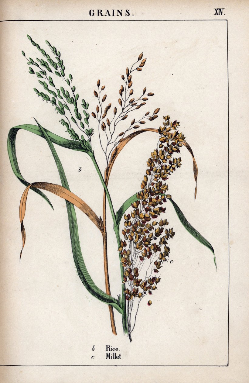 谷物描述：大米和小米。Chromolithographie in "Recueil d