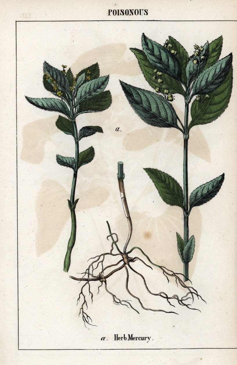 介绍一年生丝光草、植物花、果实和根茎。 作者 未知艺术家