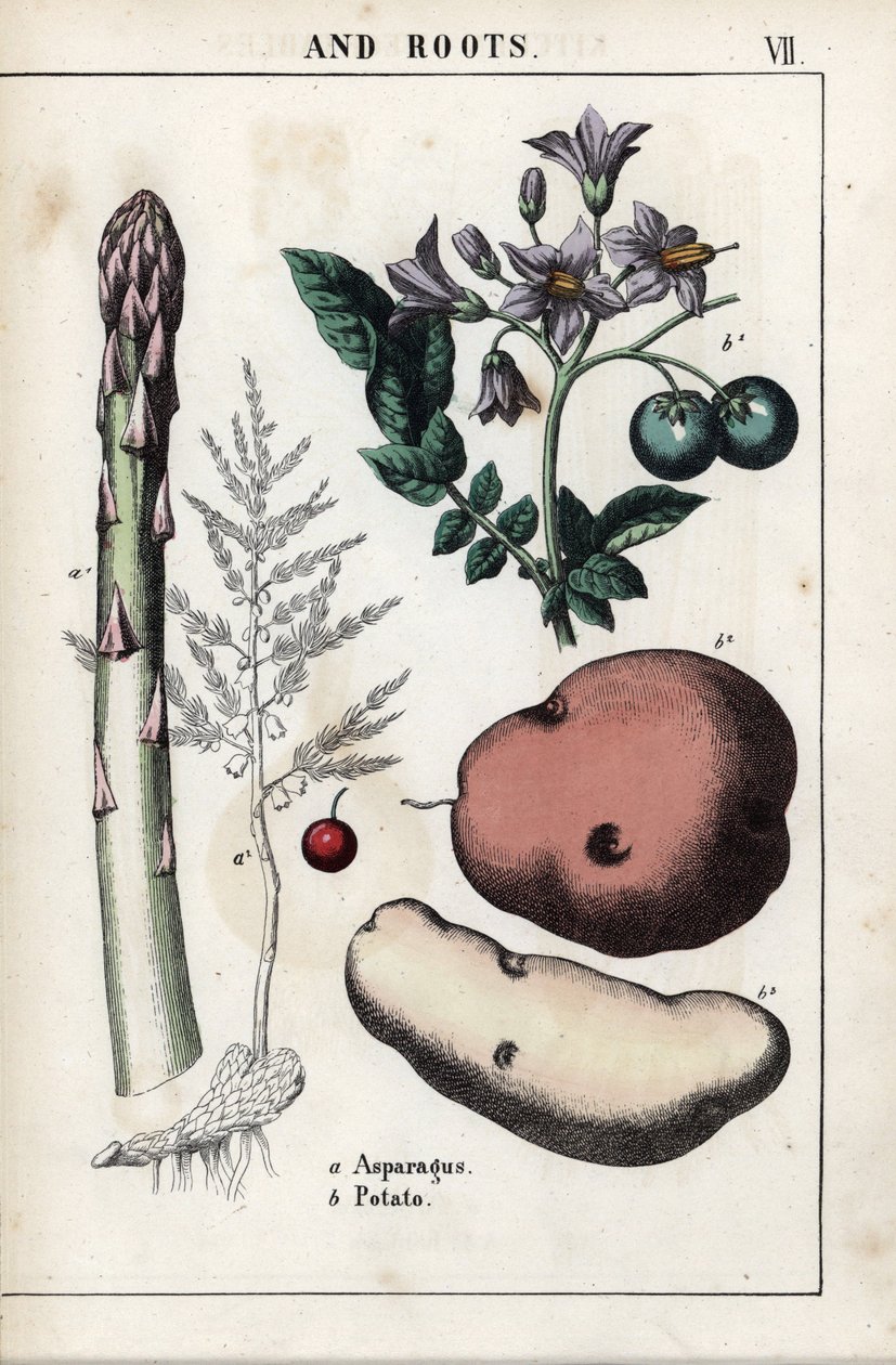 描述板：绿色芦笋和土豆。Chromolithographie in "Recueil d