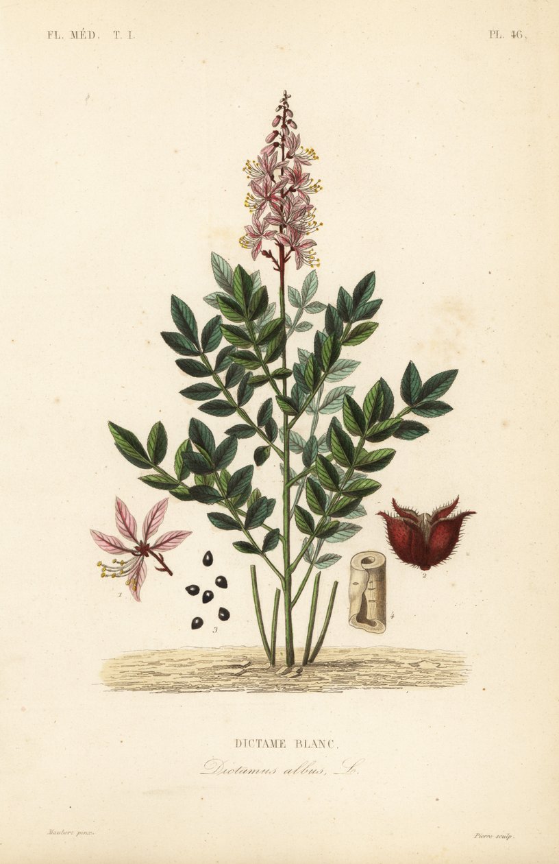 Dittany, Dictamnus albus, Dictame blanc 作者 不明