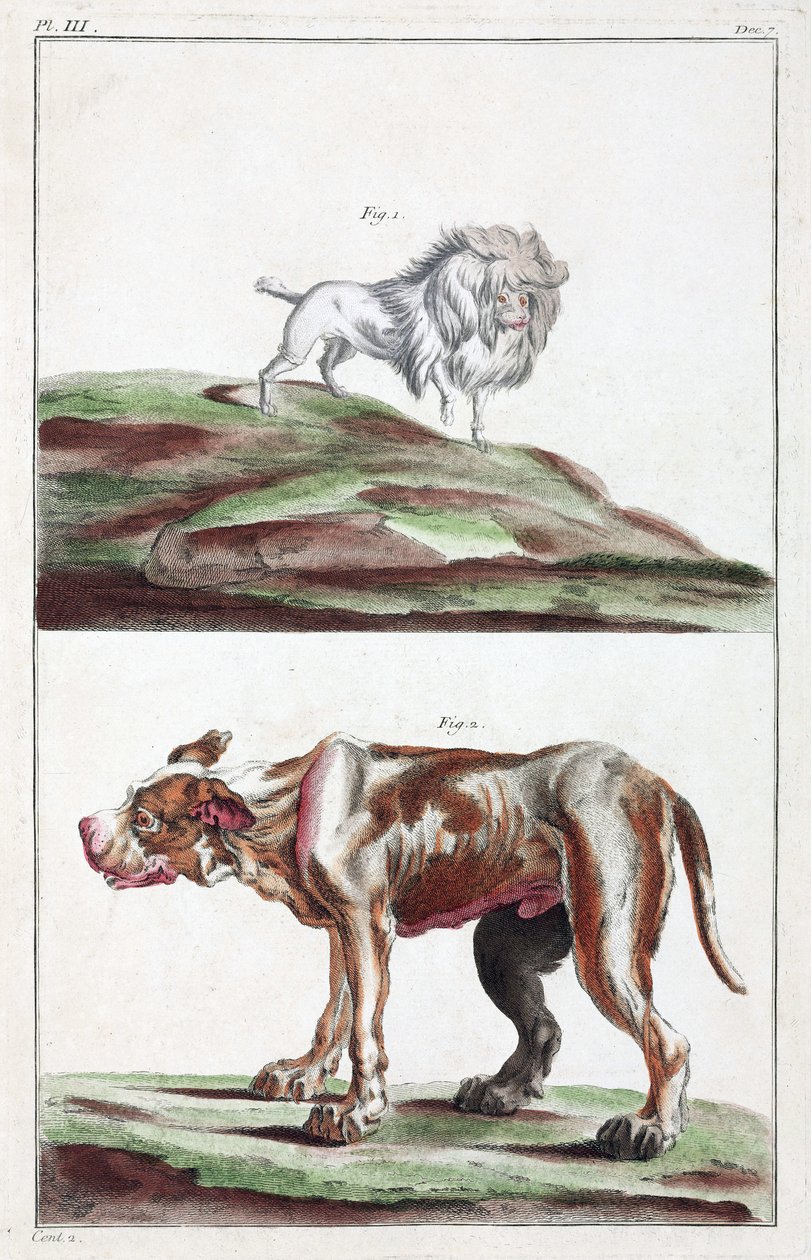 Dogs 作者 不明