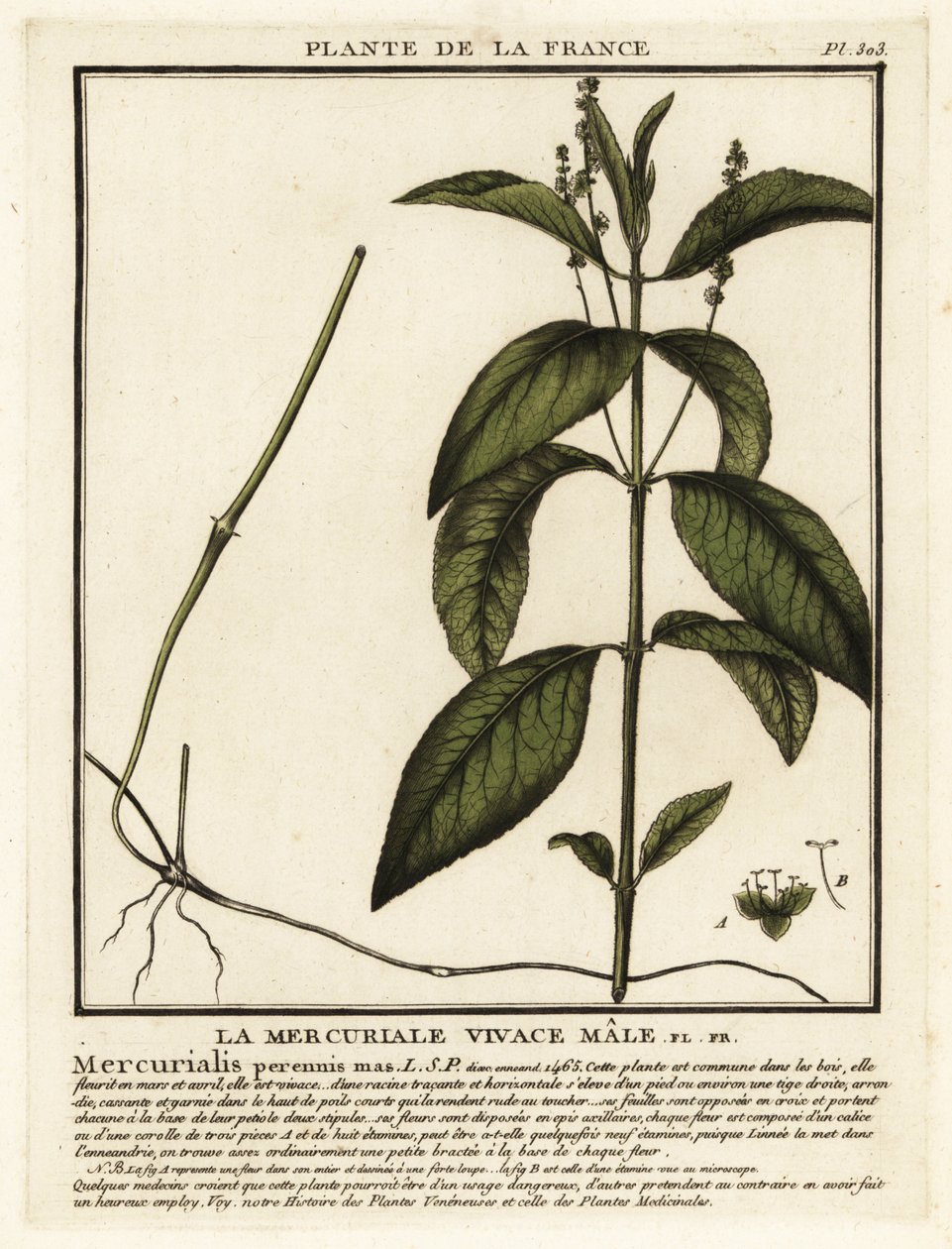 狗汞，Mercurialis perennis。 作者 未知艺术家