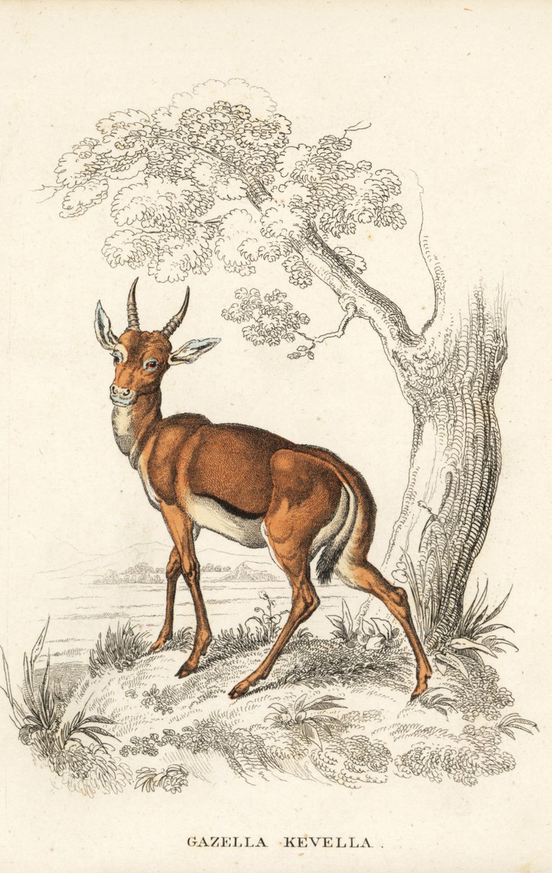 瞪羚，Gazella dorcas（普通瞪羚，Gazella kevella）。易危。根据詹姆斯-斯图尔特的插图绘制。Georg Friedrich Treitschke 的自然历史画廊，Naturhistorischer Bildersaal des Thierreiches，Liepzig 手工彩色石版画。 作者 未知艺术家