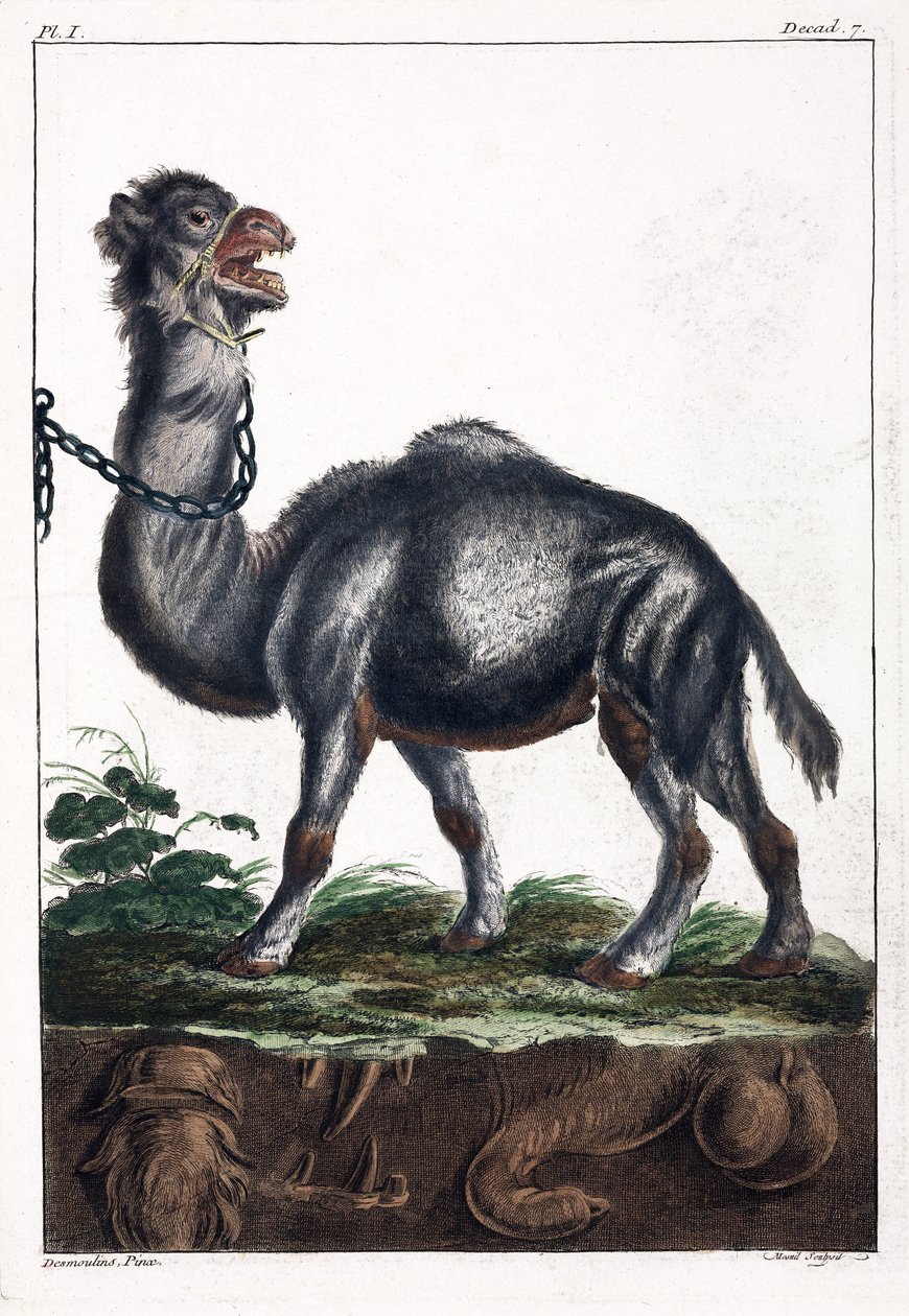 Dromedary 作者 不明