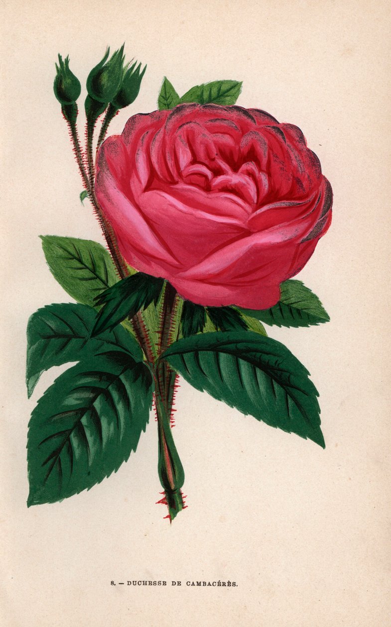 Duchesse de Cambaceres 玫瑰，夏蒂永的方丹先生于 1854 年培育的杂交品种。F. Grobon 根据 Hippolyte Jamain 和 Eugene Forney 的 "Les Roses"（《玫瑰花》）绘制并石版印刷的彩色石版画，巴黎，J. Rothschild 出版社。 作者 未知艺术家