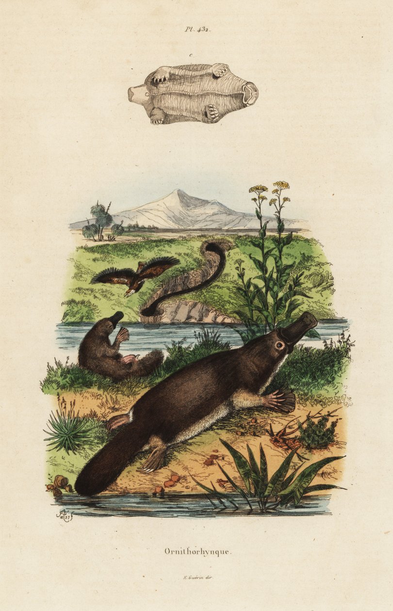 鸭嘴兽，Ornithorhynchus anatinus 作者 不明