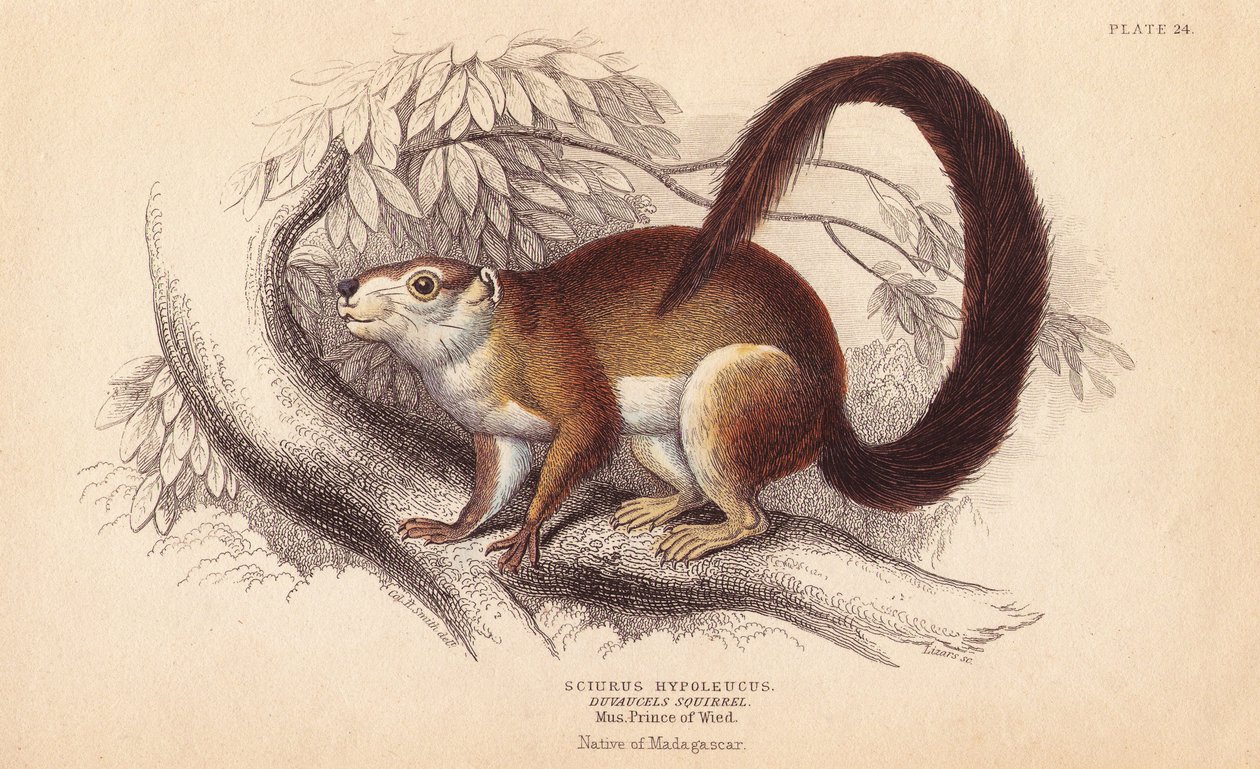杜氏松鼠，Sciurus hypoleucus。印度巨松鼠？来自 Wied-Neuwied 马克西米利安亲王博物馆的标本。利扎斯根据查尔斯-汉密尔顿-史密斯（Charles Hamilton Smith）在威廉-怡和（William Jardine）的《博物学家图书馆》（Naturalist
