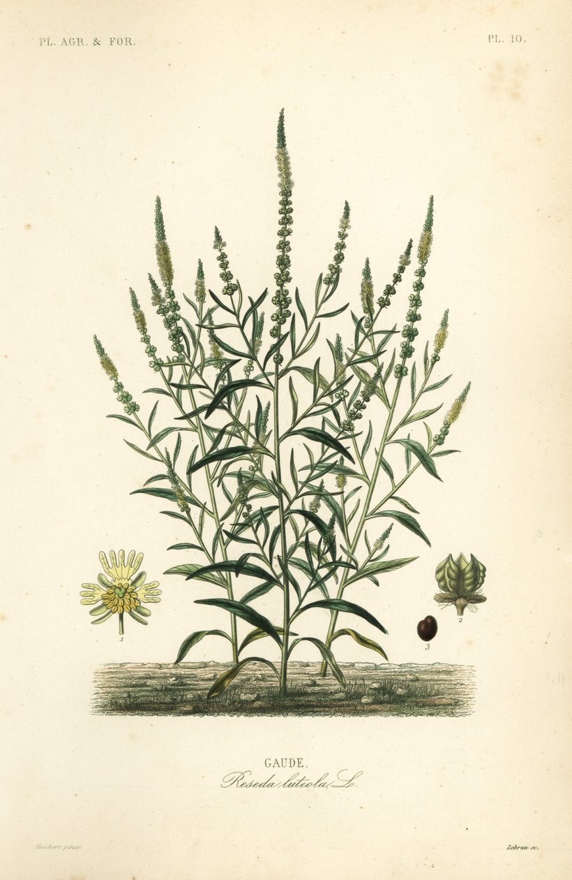 戴尔的火箭或戴尔的杂草，Reseda luteola，Gaude 作者 不明
