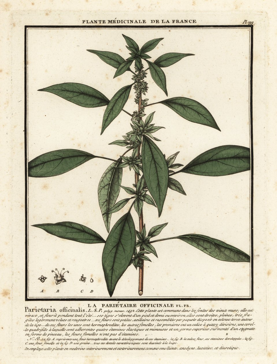 东方墙头草（Parietaria officinalis）。 作者 未知艺术家