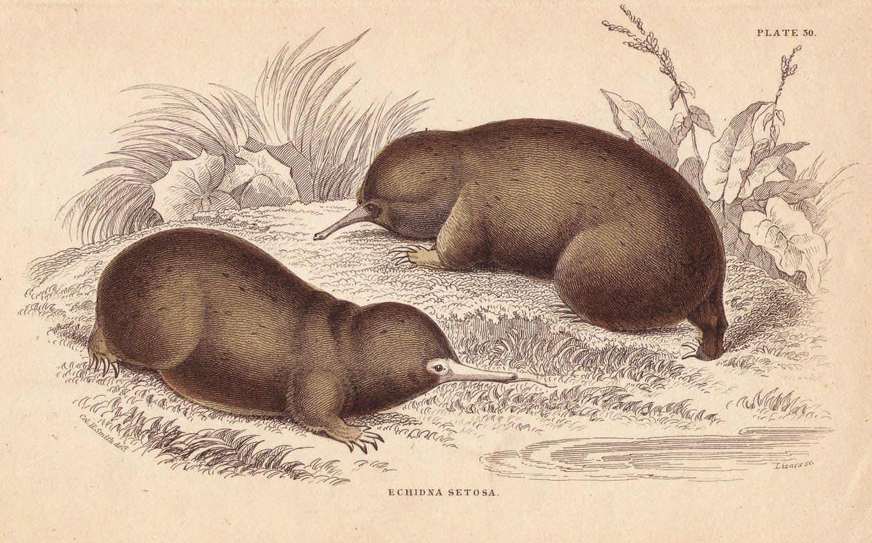针鼹或刺食蚁兽，Tachyglossus aculeatus (Echidna setosa)。利扎斯根据查尔斯-汉密尔顿-史密斯（Charles Hamilton Smith）的插图绘制的手绘钢版画，出自爱丁堡威廉-怡和的《博物学家图书馆》（Naturalist