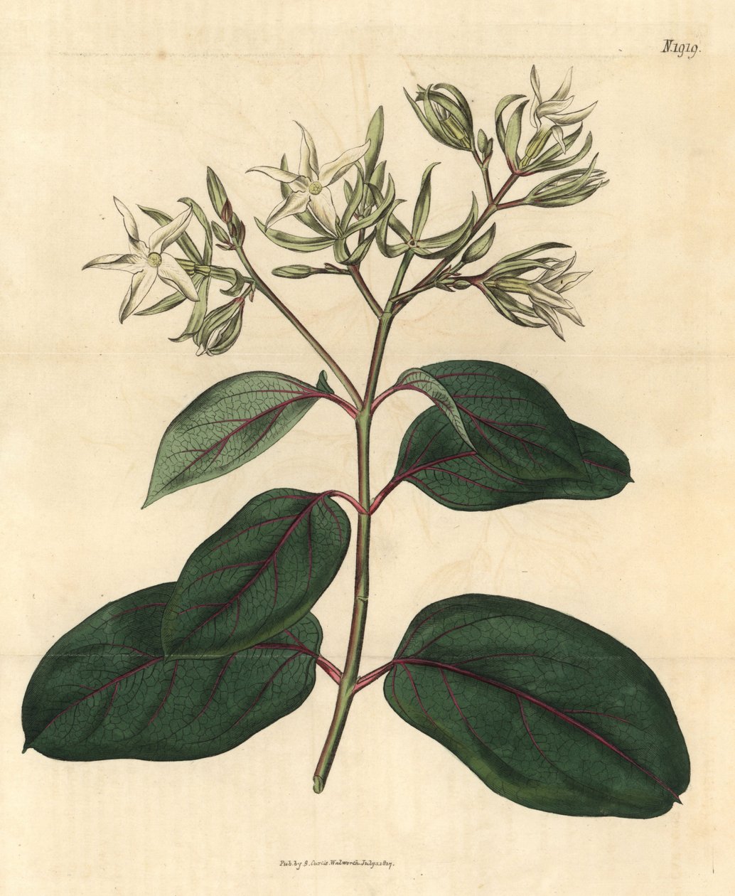 酢浆草 - Kamettia caryophyllata（丁香香酢浆草，Echites caryophyllata）。约翰-西姆斯的《柯蒂斯植物杂志》中的手绘植物雕刻，伦敦，库奇曼 作者 未知艺术家