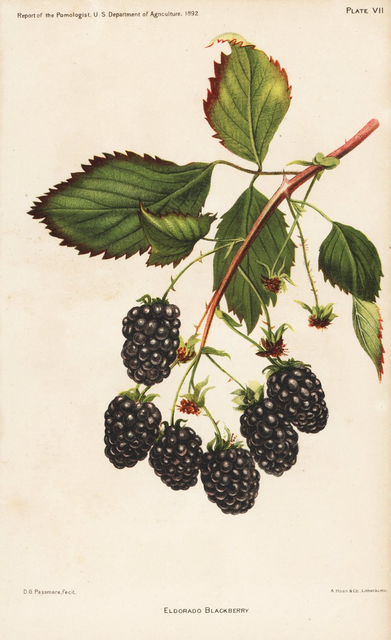 埃尔多拉多黑莓，Rubus fruticosus。由 Hoen 根据 D.G. Passmore 的植物插图绘制的色版画，插图选自美国农业部《植物学家报告》。 作者 未知艺术家