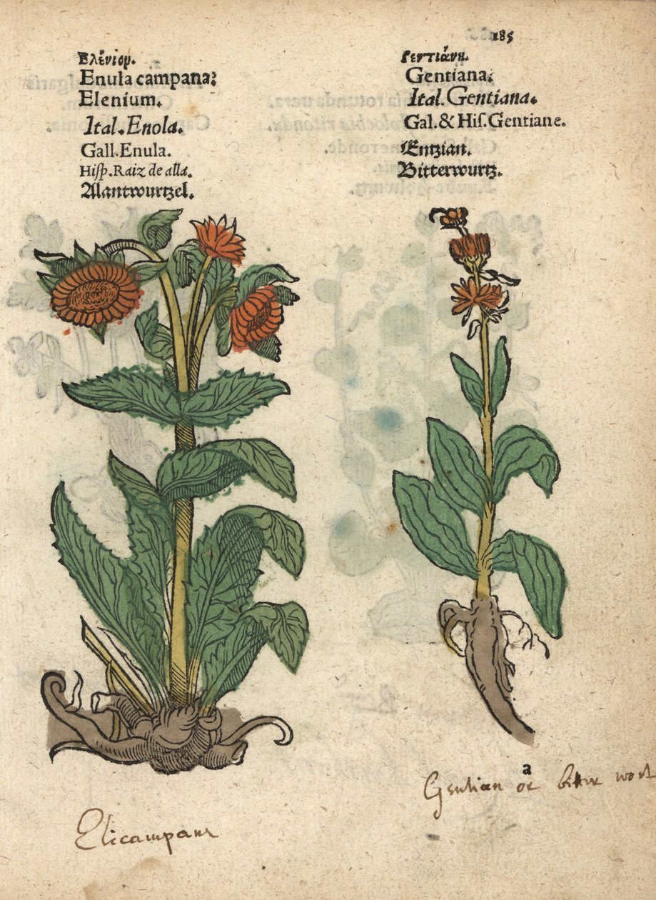 Elecampane, Inula helenium, and gentian species.亚当-隆尼克（Adam Lonicer）的《草药手册》（Krauterbuch，或 Herbal，法兰克福）中的植物插图的手工彩色木刻版画。 作者 未知艺术家