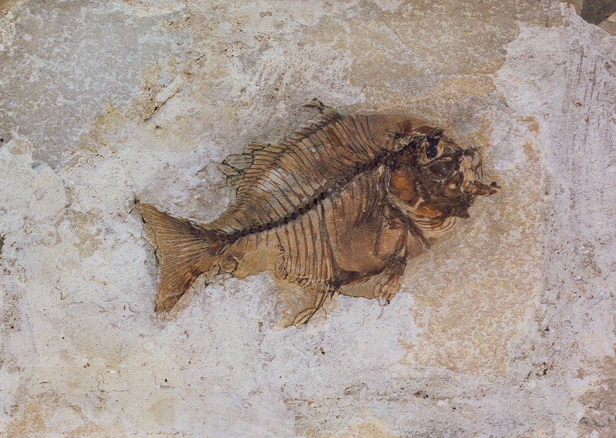 Ephippus oblongus（鱼化石）发现于意大利维罗纳附近的 Monte Bolca，始新世时期（化石） 作者 不明