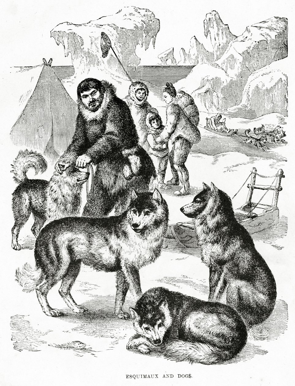 爱斯基摩人和狗。1902年（石印 作者 不明
