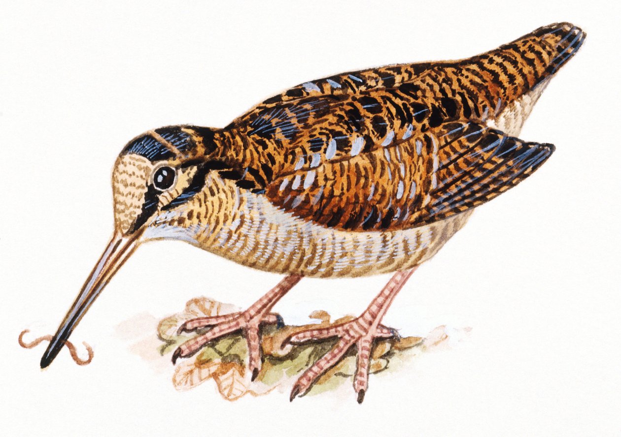 欧亚啄木鸟, Scopolax rusticola 作者 不明